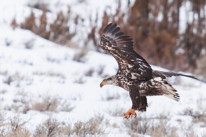 Yellowstone Winter Wildlife Safari From Gardiner - Who Will Enjoy This Tour?