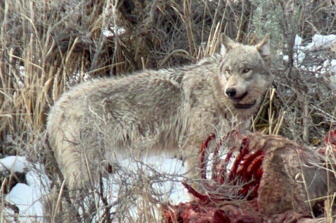 Yellowstone Winter Wildlife with Snowshoeing VIP Experience - A Unique Winter Adventure in Yellowstone: Wildlife and Snowshoeing