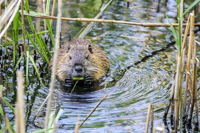 Yellowstone's Lamar Valley & Picnic With Wildlife Guide - Frequently Asked Questions