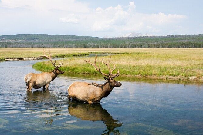 Yellowstone's Lamar Valley Wildlife Safari from Paradise Valley - Who Will Love This Tour?