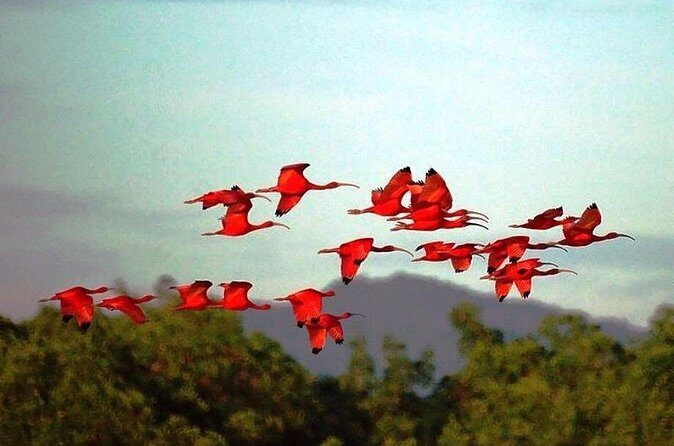 Yerette Home of the Hummingbird and Caroni Wildlife Tour - Frequently Asked Questions