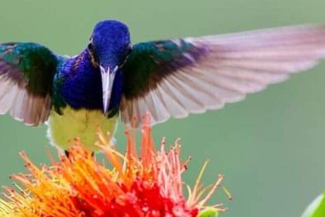 Yerette Home of the Hummingbird - A Close Look at the Yerette Experience