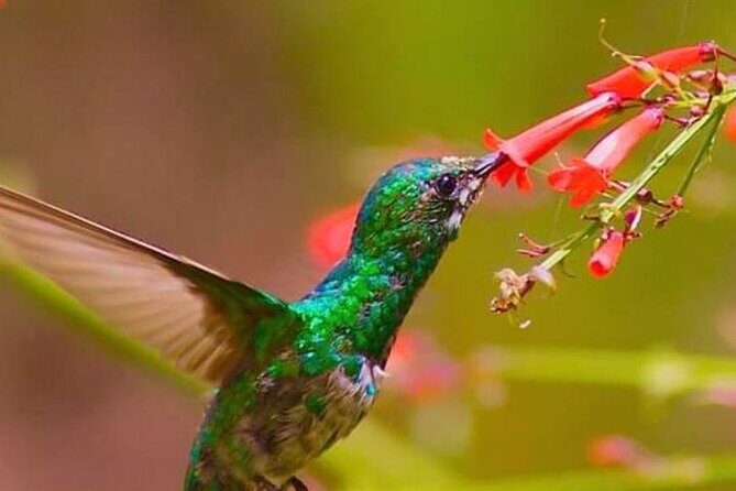 Yerette Home of the Hummingbird - Who Will Love Yerette?