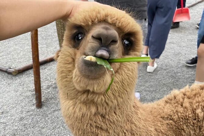 Yilan Whale Watching and Animal Farm Private Tour from Taipei - A Deep Dive Into Your Yilan Day Tour