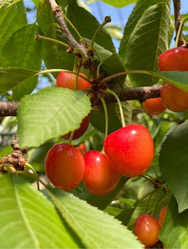 Yoichi Fruit Picking & Shakotan Peninsula Kamui Cape In-Depth Day Tour (Departing from Sapporo) - A day trip for Hokkaido’s coast, fruit, and whisky