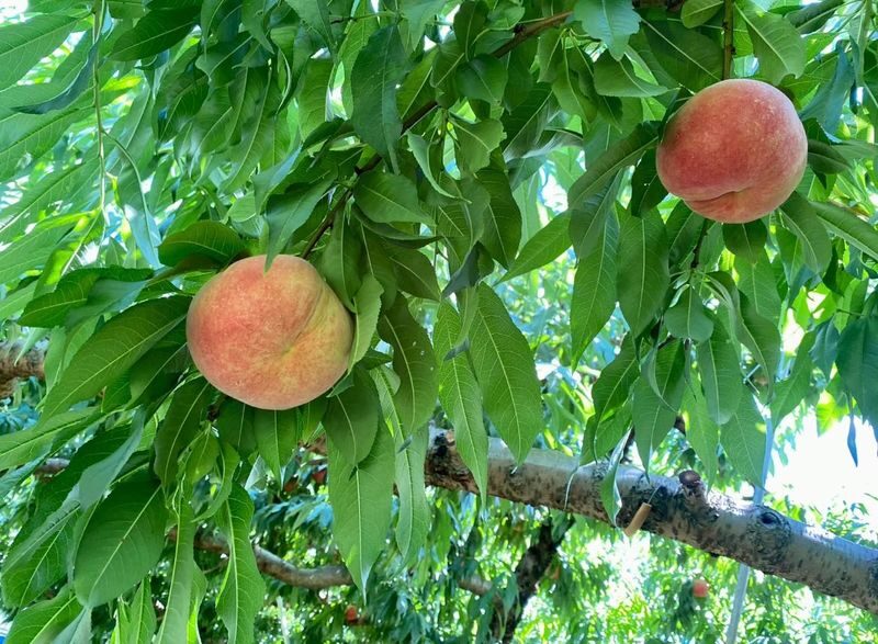 Yoichi Fruit Picking & Shakotan Peninsula Kamui Cape In-Depth Day Tour (Departing from Sapporo) - Cape Kamui rewards the walk