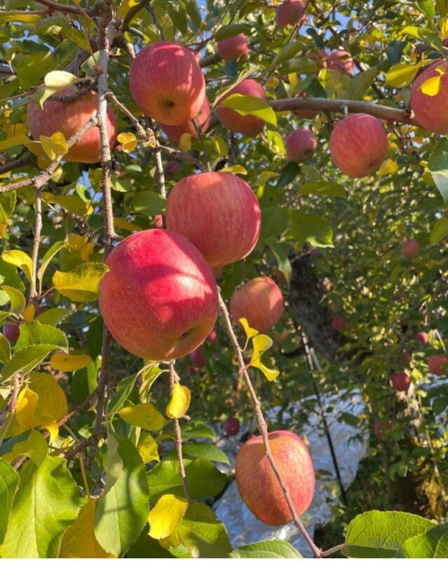 Yoichi Fruit Picking & Shakotan Peninsula Kamui Cape In-Depth Day Tour (Departing from Sapporo) - The bus makes remote stops practical