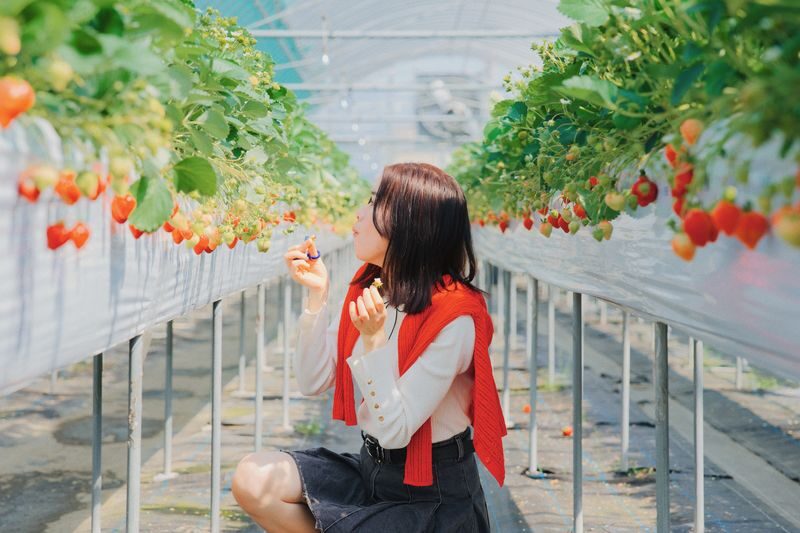 YokaBus Fukuoka Strawberry Picking and Sakura Dyeing Experience - Strawberry season starts with Amaou