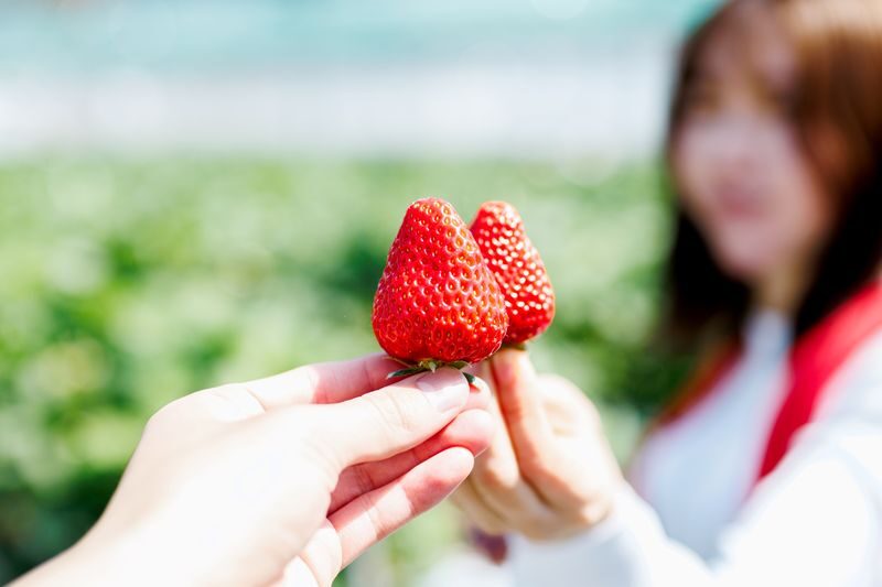 YokaBus Fukuoka Strawberry Picking and Sakura Dyeing Experience - From Hakata Station to the Fukuoka countryside