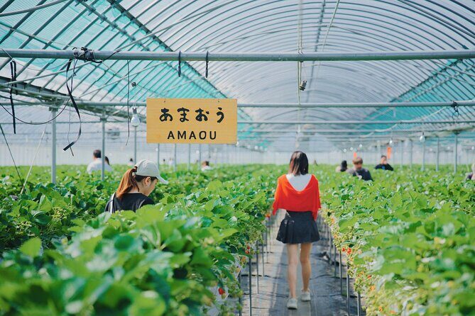 YokaBus Fukuoka Strawberry Picking and Sakura Dyeing Experience - Key Points
