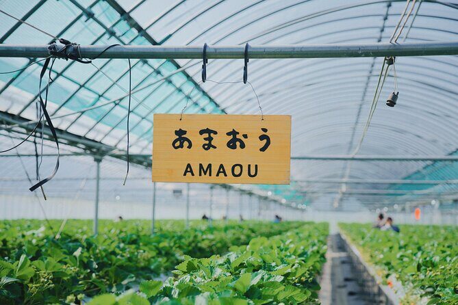 YokaBus Fukuoka Strawberry Picking and Sakura Dyeing Experience - FAQs