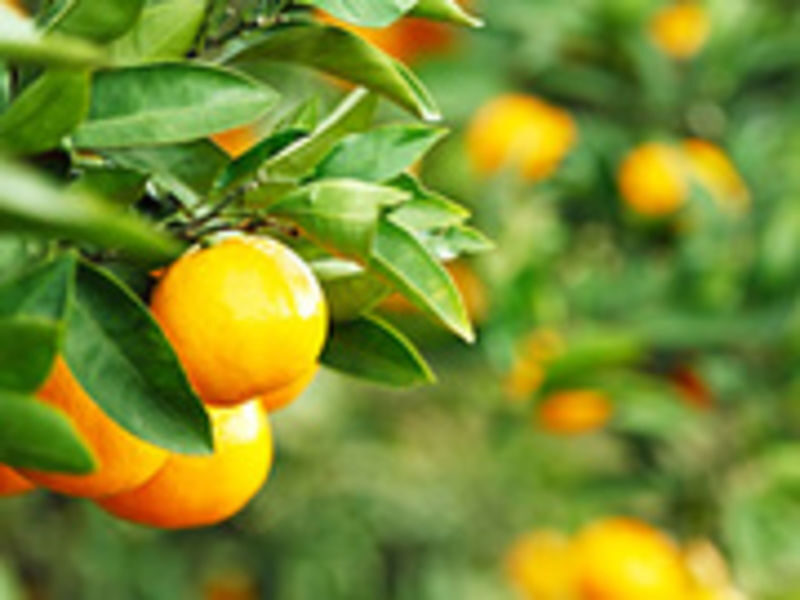 YokaBus Kawachi Wisteria Garden, Seasonal Fruit Picking and Kokura Castle - Autumn’s mandarin orchard and market