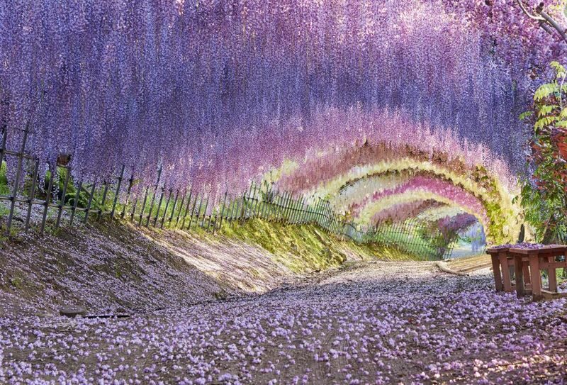 YokaBus Kawachi Wisteria Garden, Seasonal Fruit Picking and Kokura Castle - What the guide and group format add
