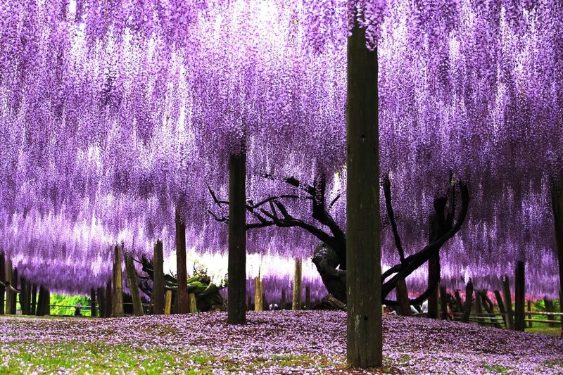 YokaBus Kawachi Wisteria Garden, Seasonal Fruit Picking and Kokura Castle - Is the price good value?