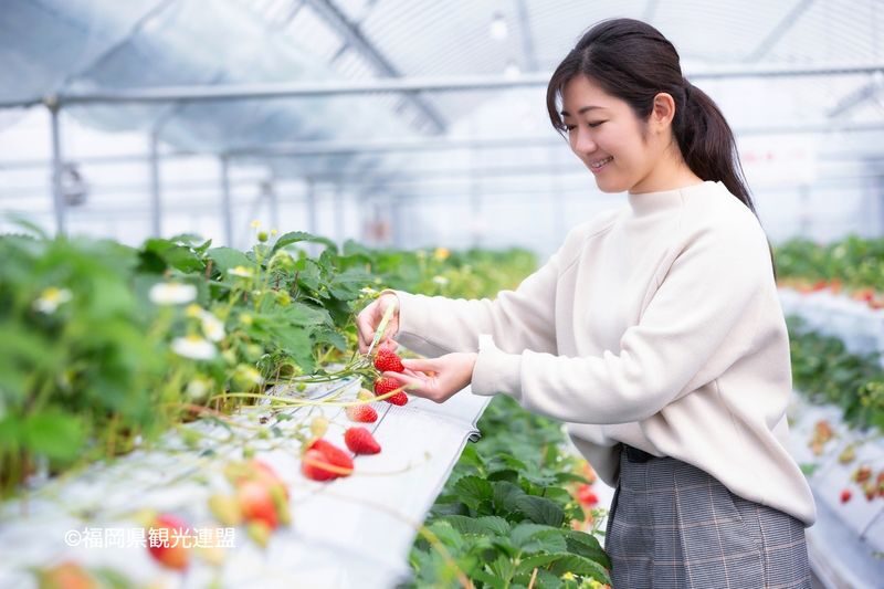 YokaBus Kawachi Wisteria Garden, Seasonal Fruit Picking and Kokura Castle - Practical details before booking