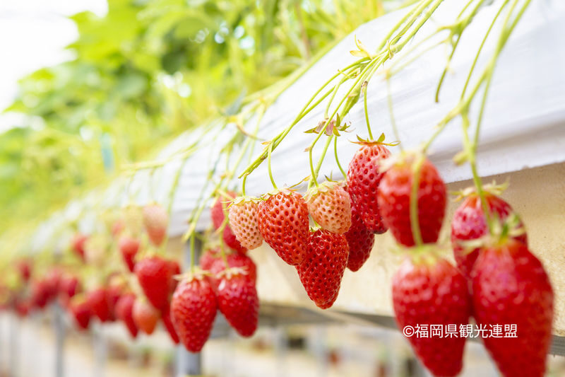 YokaBus Kawachi Wisteria Garden, Seasonal Fruit Picking and Kokura Castle - Who should book this day trip?