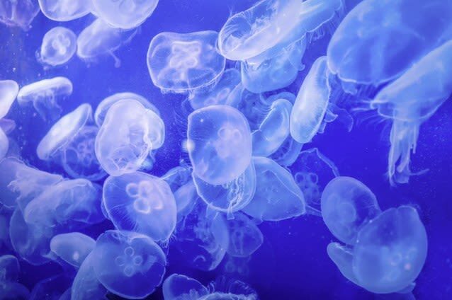 Yokohama Hakkeijima Sea Paradise Ticket - Four aquariums, not one long exhibit