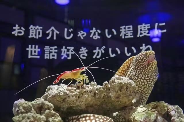 Yokohama Kaiun Aquarium Fortune Aquarium Admission Ticket (Yokohama) - A Chinatown aquarium with a fortune twist