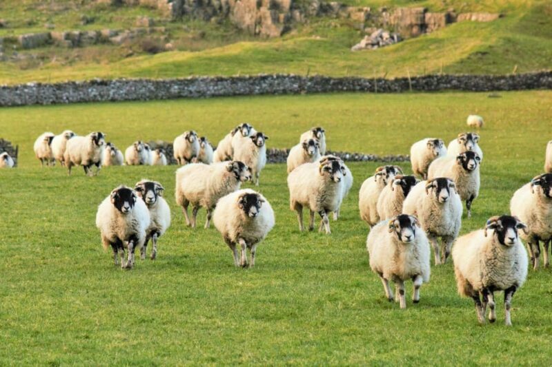 York: "All Creatures Great and Small" Yorkshire Dales Tour - Frequently Asked Questions