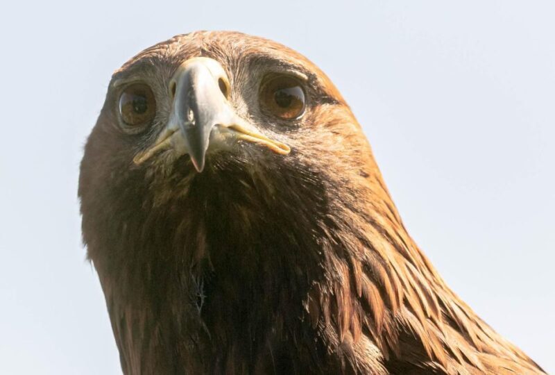 York: Entry to York bird of prey centre - Practical Considerations: Price, Timing, and Accessibility