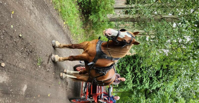 York: Horse Drawn Carriage Ride Around the Countryside York - Who Would Love This?