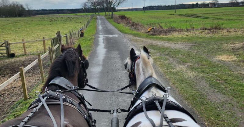 York: Horse Drawn Carriage ride & Cream Tea - An In-Depth Look at the Experience