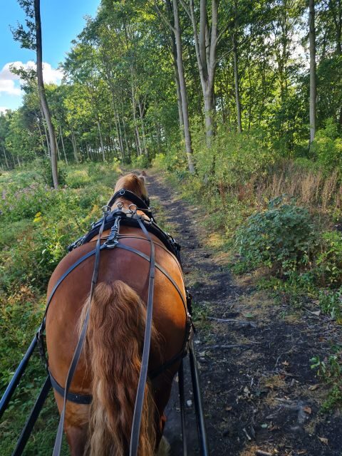 York: Private Horse-Drawn Carriage Ride and Afternoon Tea - York: Private Horse-Drawn Carriage Ride and Afternoon Tea — A Relaxing Blend of Nature and Tradition
