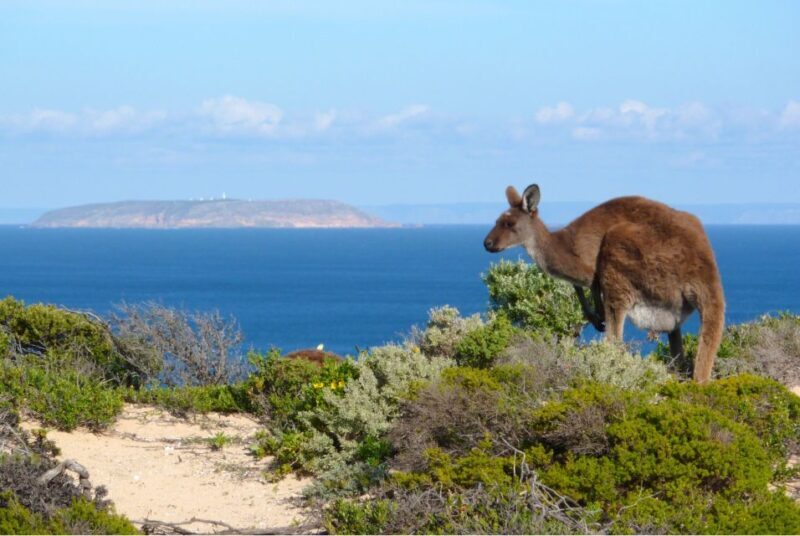 Yorke Peninsula: 3-Day Coastal Wilderness Tour from Adelaide - An In-Depth Look at the Yorke Peninsula Tour