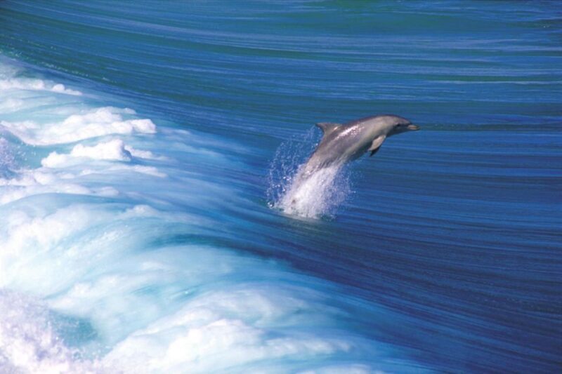 Yorke Peninsula: 3-Day Coastal Wilderness Tour from Adelaide - Why This Tour Works Well