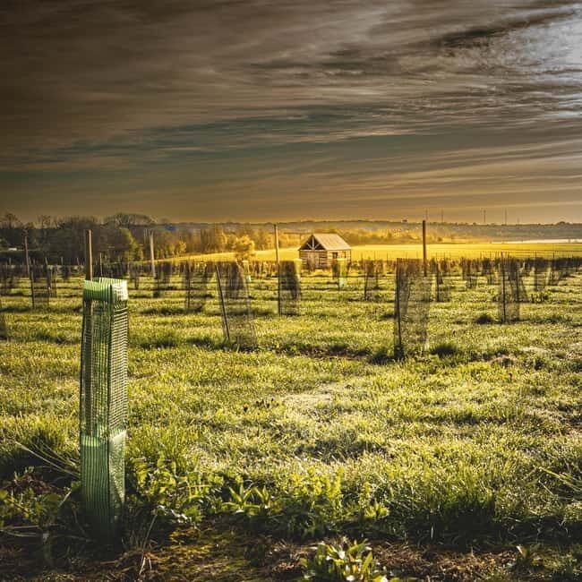 Yorkshire: Loversall Vineyard Wine Tasting and Tour - An In-Depth Look at the Loversall Vineyard Tour