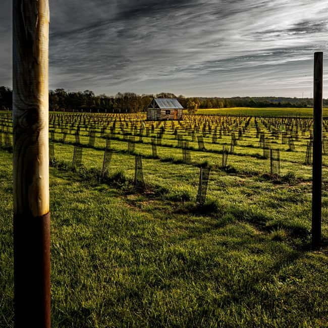 Yorkshire: Loversall Vineyard Wine Tasting and Tour - Final Thoughts: The Value and Authenticity