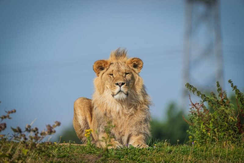 Yorkshire Wildlife Park: Entry Ticket - A Walk-Through of Your Yorkshire Wildlife Park Visit