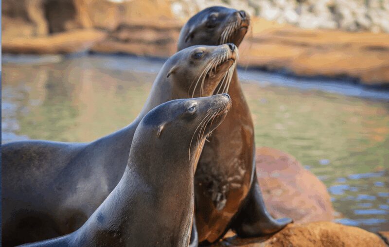 Yorkshire Wildlife Park: Entry Ticket - FAQ about Yorkshire Wildlife Park Entry Ticket