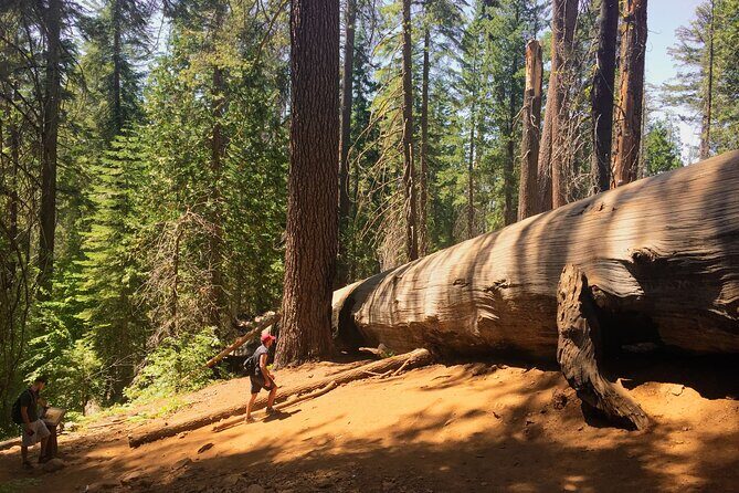 Yosemite and Giant Sequoias Day Tour - FAQ