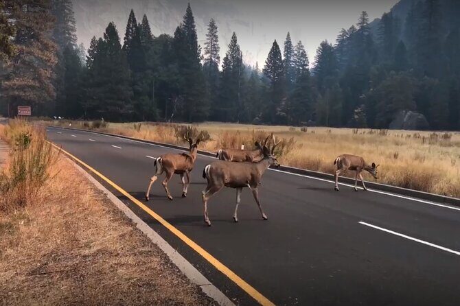 Yosemite, Kings Canyon National Parks 2 Day Tour from SF - Authentic Traveler Feedback