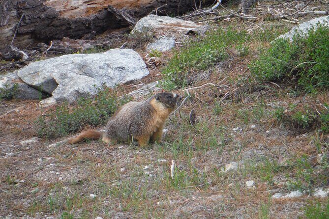 Yosemites High Country Adaptive Tour - Key Points