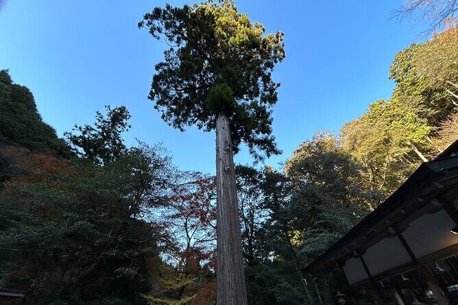 Yoshino Full Day Cycling + Hiking Tour - Exploring Yoshino: A Deep Dive into the Full-Day Cycling + Hiking Tour