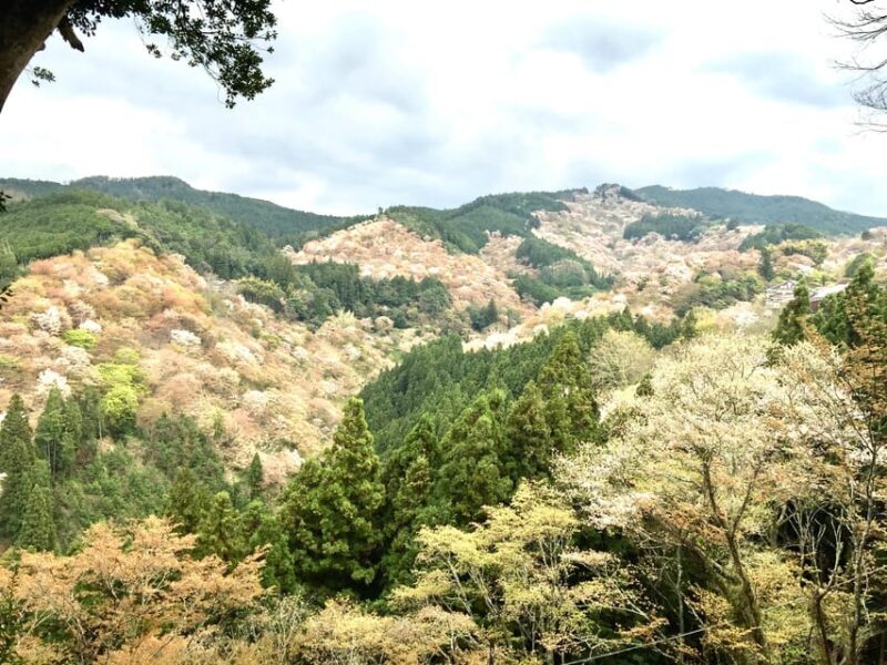 Yoshino: Private Guided Tour & Hiking in a Japanese Mountain - Key Points