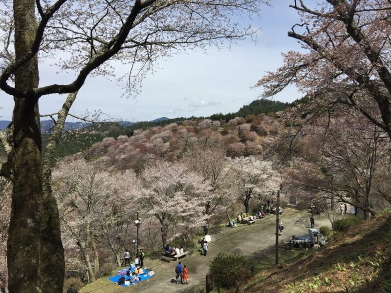 Yoshino: Private Guided Tour & Hiking in a Japanese Mountain - Who Should Consider This Tour?
