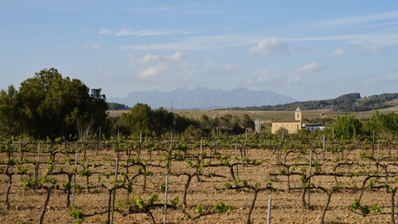 Your Cava, Your Story  Wine workshop experience at Artcava - Key Points