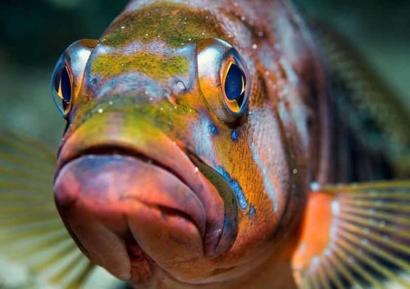 Your first introductory dive in Lanzarote with FREE photos. - The Dive at Playa Chica