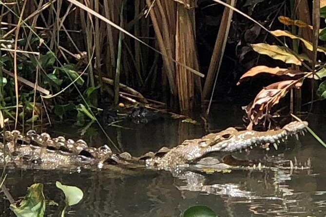 YS Falls, Black River Safari, Appleton Rum Tour OR Pelican Bar (Choose Up to 3) - Exploring Jamaica’s South Coast: YS Falls, Black River Safari, Appleton Rum, or Pelican Bar