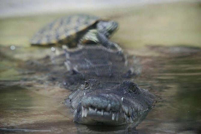 Ys Falls & Black River Safari Boat Cruise [Transportation only] - The Sum Up: Is This Tour Right for You?