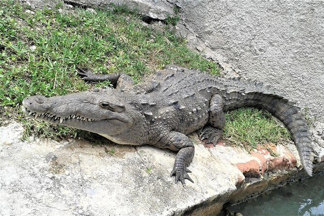 YS Falls plus Black River Safari Guided Tour w/Lunch & Admission from Falmouth - An In-Depth Look at the Tour Experience