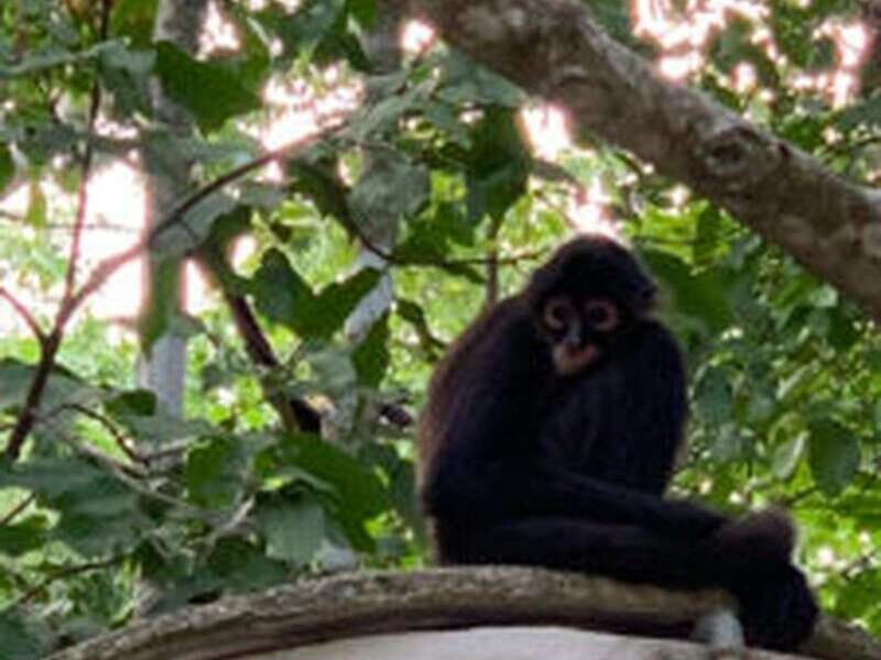 Yucatan: Coba Ruins & Punta Laguna Jungle Adventure - Key Points