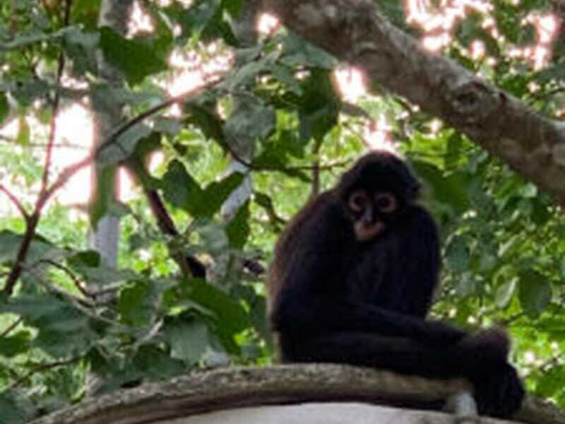 Yucatan: Coba Ruins & Punta Laguna Jungle Adventure - Zip-Lining & Rappelling: A Rush of Adventure