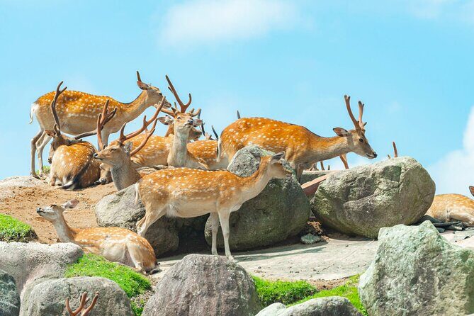 Yufuin Kyushu Wildlife Park Beppu Jigoku Day Tour from Fukuoka - Who Will Love This Tour?