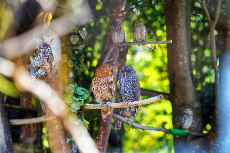 Yufuin no Mori Train Experience | Beppu Hell Tour + Kyushu Natural Animal Park + Yufuin Day Trip (Chinese and English Guides) - The Yufuin no Mori: check your package before booking