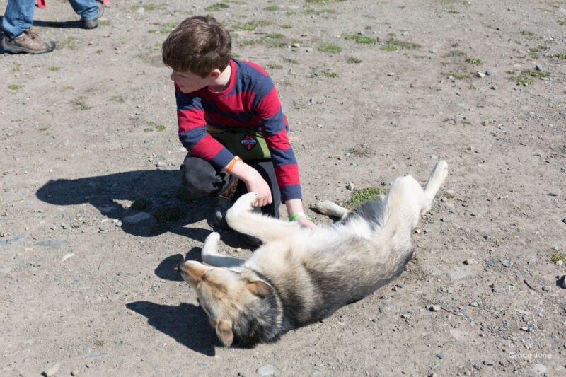 Yukon Dogs and Gold - FAQs About Yukon Dogs and Gold