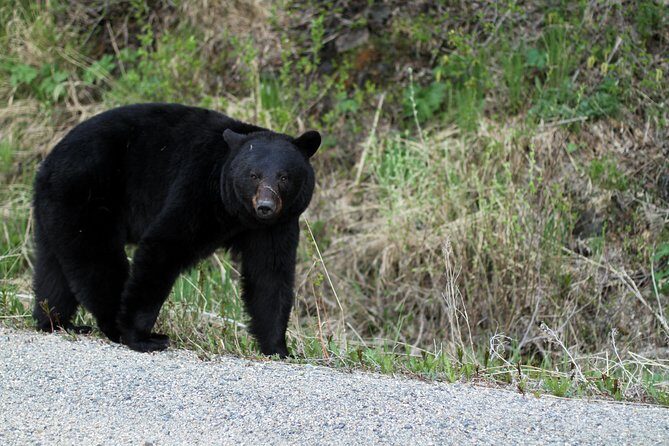 Yukon Extended Summit Drive Tour (From Skagway) - Final Thoughts